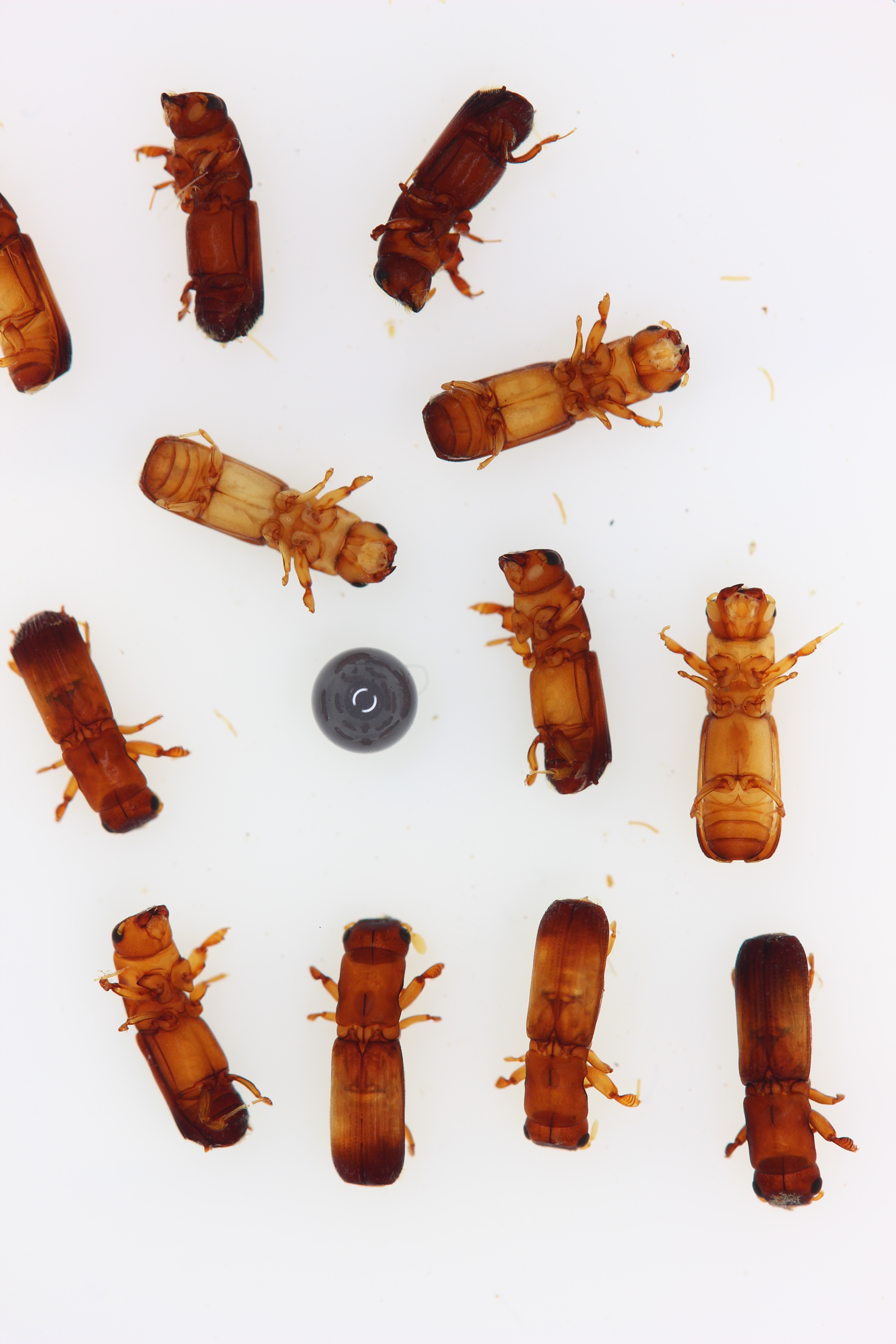 Beetles